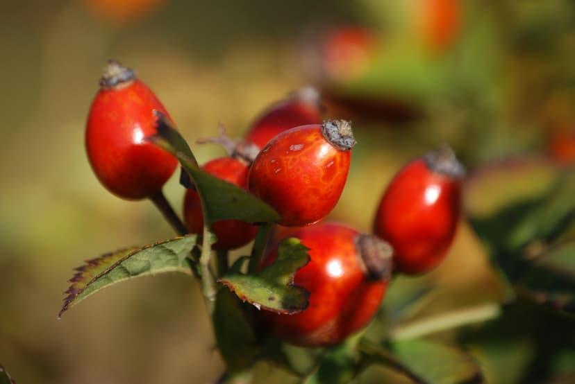 Maximizing Product Appeal with High-Quality Fruit Ingredients
